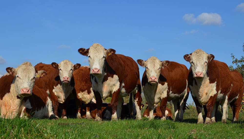 Con el aval del campo, en Córdoba impulsan un proyecto de ley para eliminar las guías de hacienda