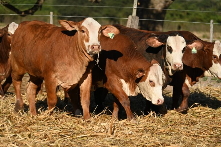 AGRONEGOCIOS GANADERIA BOVINOS LAS LILAS