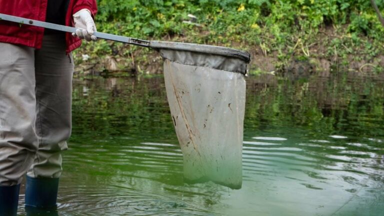 Mortandad de peces en el Carcarañá: Provincia asegura que fue por las lluvias