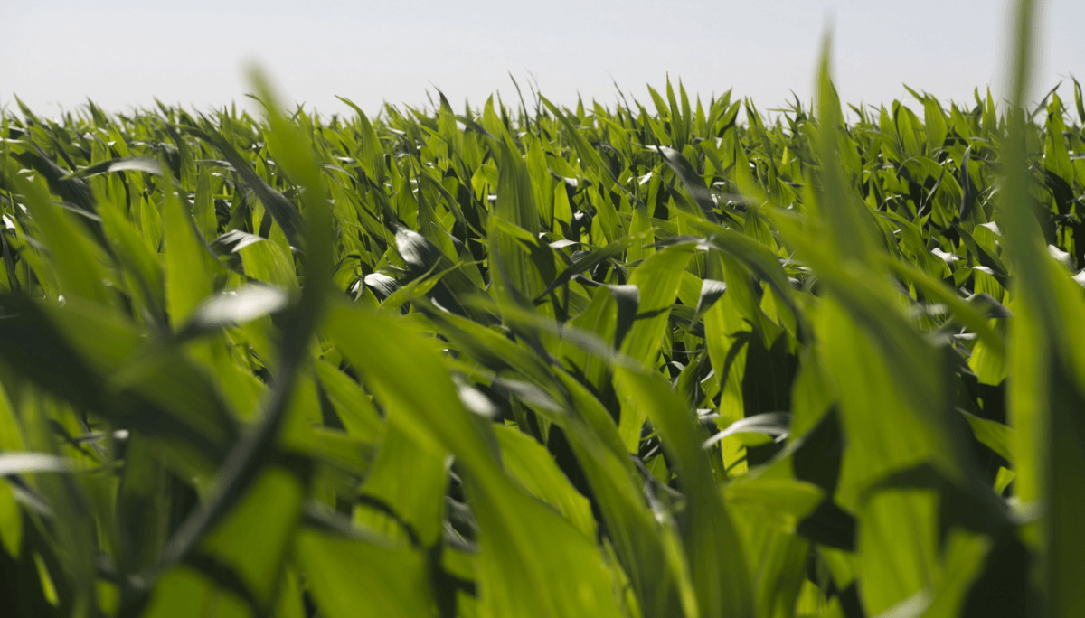 Biotecnología: aprueban un nuevo maíz OGM con protección contra insectos y tolerancia a herbicidas